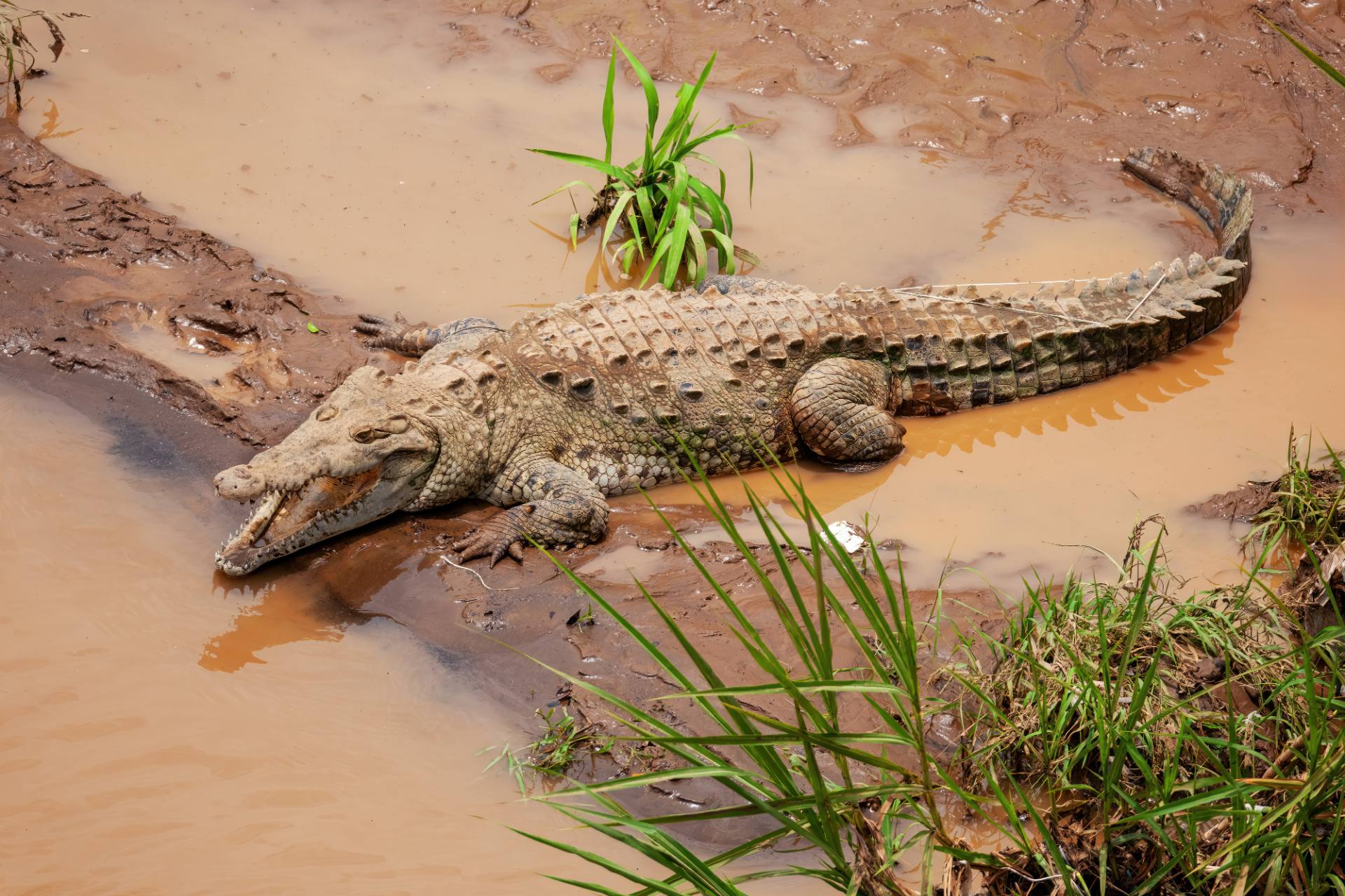 Spitzkrokodil (Crocodylus acutus) am Rio Grande de Tarcoles
